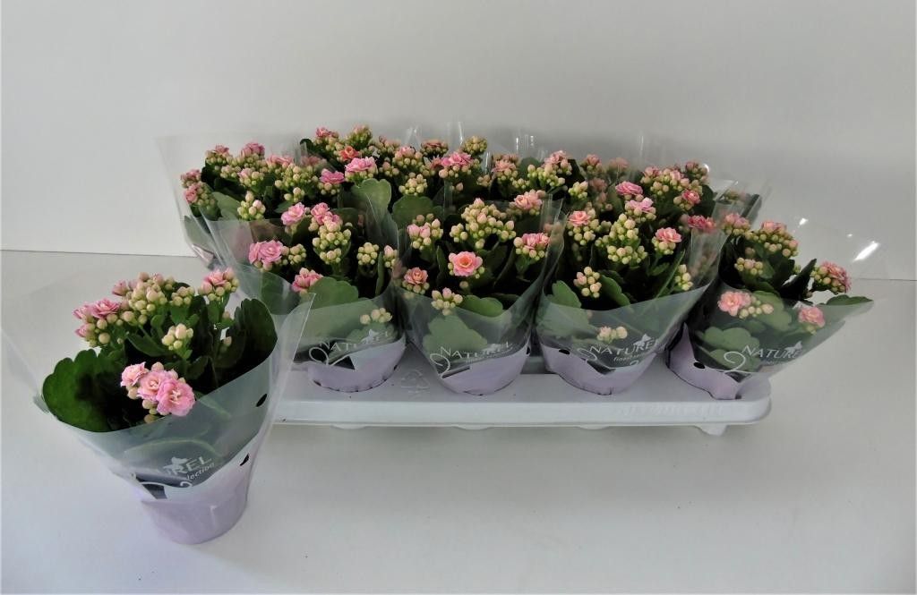 TDM P9 : Kalanchoë dubbelbloemig ROZE (Queen Genetics) - Naturel hoes, D 9