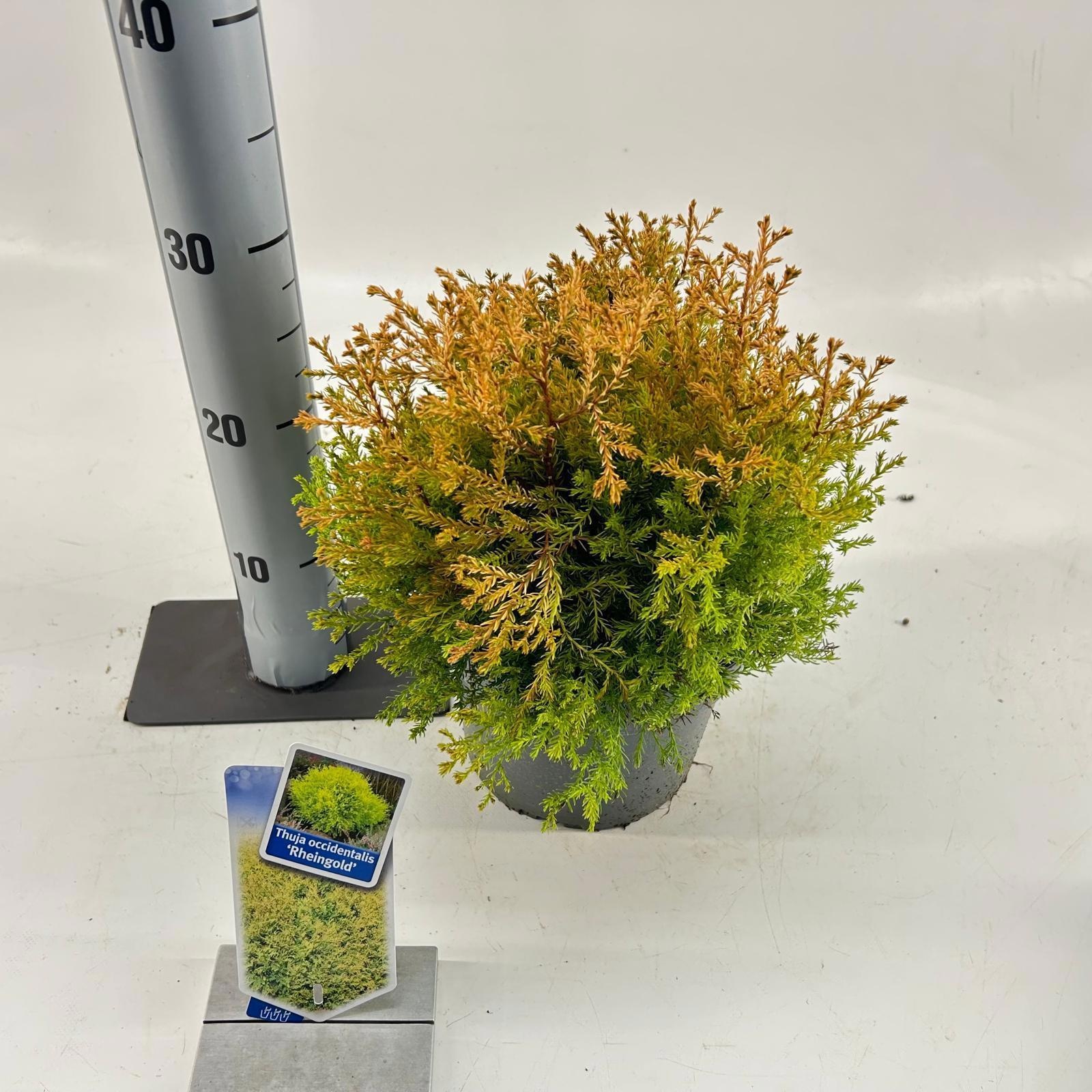 Thuja occ. 'Rheingold', D 19