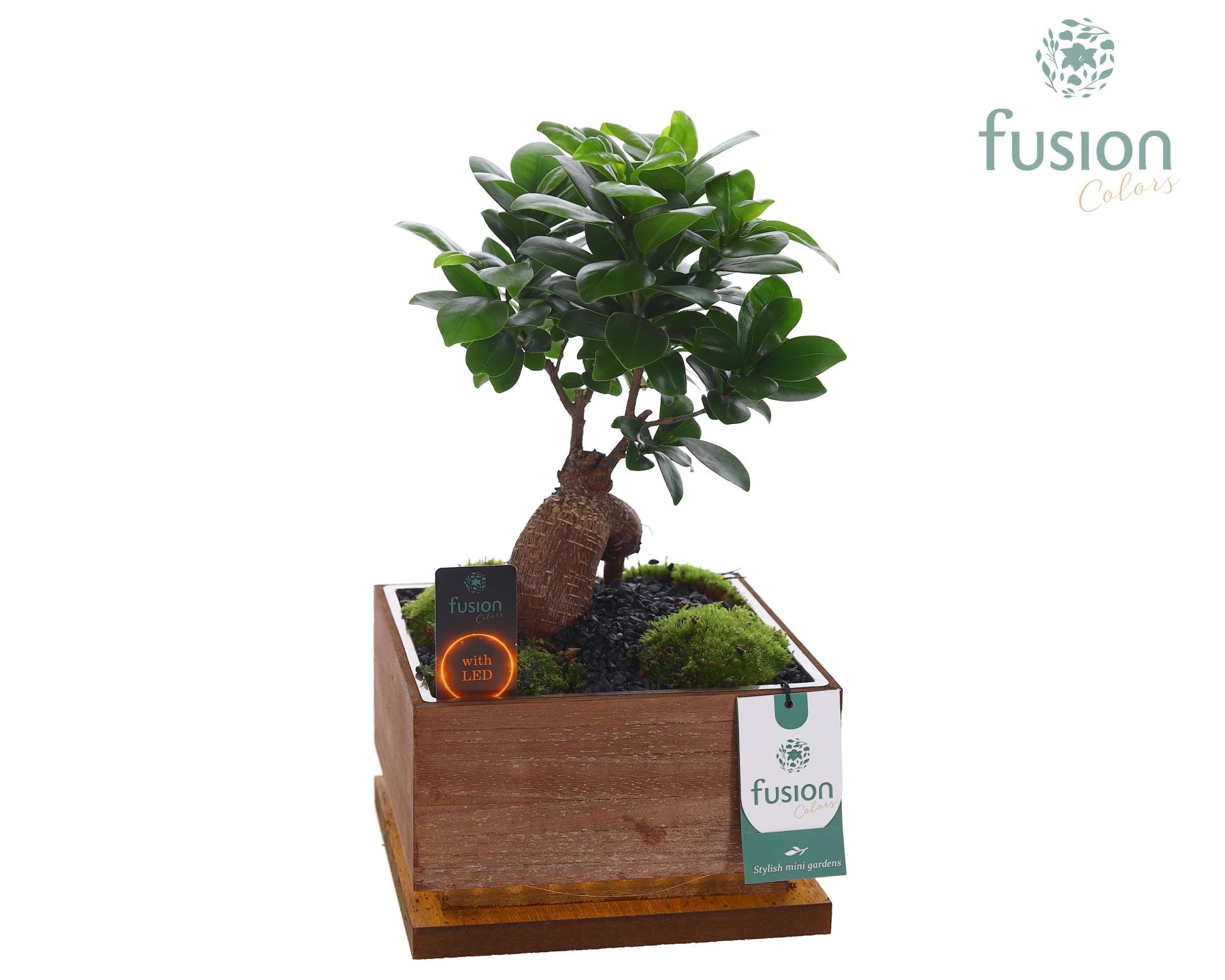 The Green Lighting Garden LED Large bruin vierkant met Bonsai, D 19
