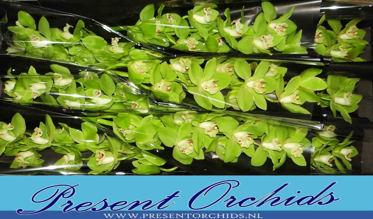 Цимбидиум Ноа x9 60, шт.