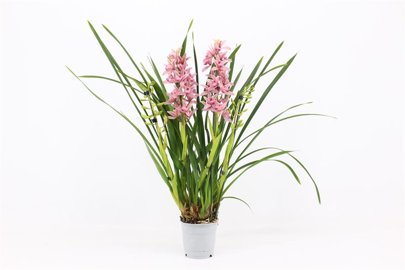 Cymbidium p12 Pinky 4T20+, D 12