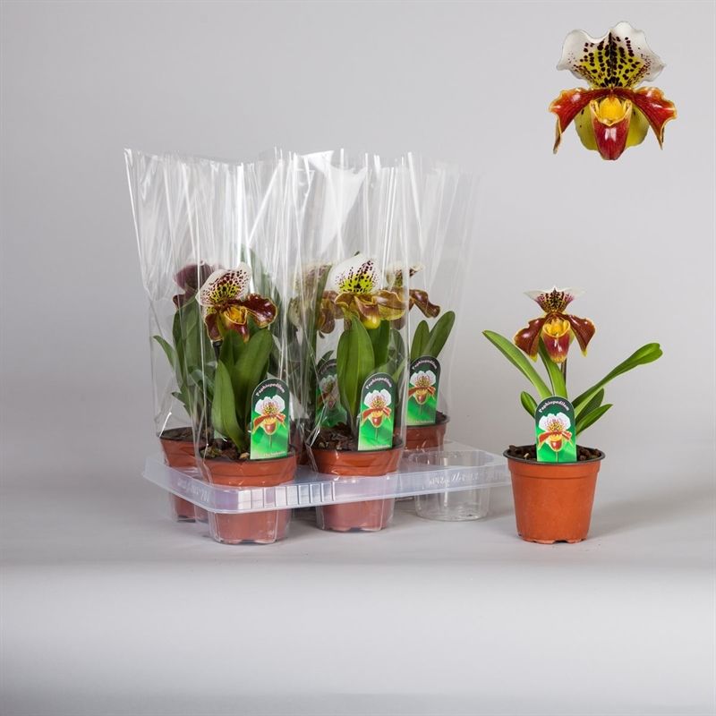 Paphiopedilum p12 USA hybride 1 scheut kort, D 12