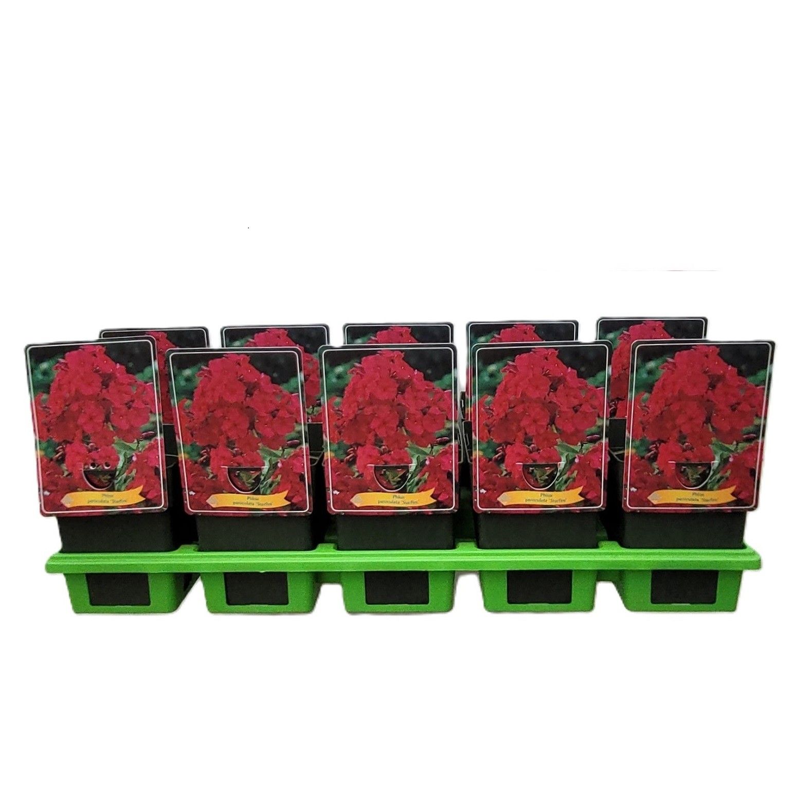 Phlox Paniculata 'Starfire' P11, D 11