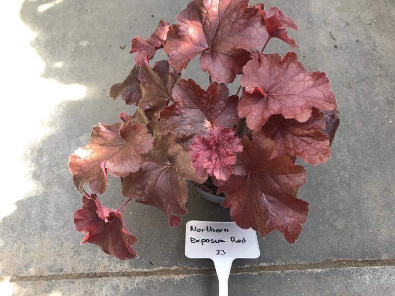 HEUCHERA-HYBRID 'NORTHERN EXPOSURE RED ', D 12 cm