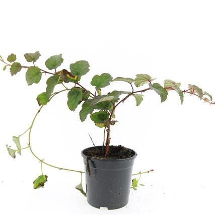 Rubus tricolor, D 14 cm