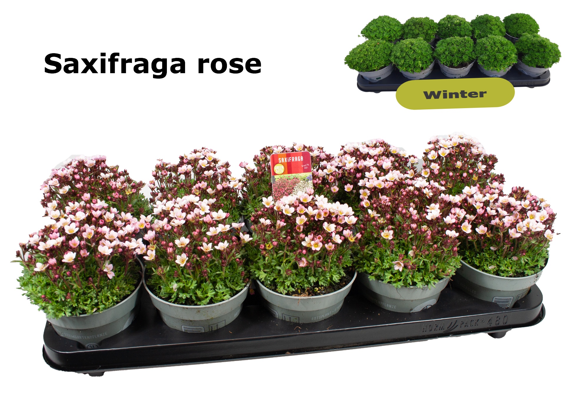 Saxifraga Pixie 12 cm rosé, D 12