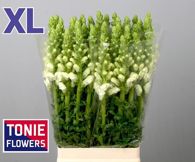 Антирринум Потомак Вайт (бел.), шт.