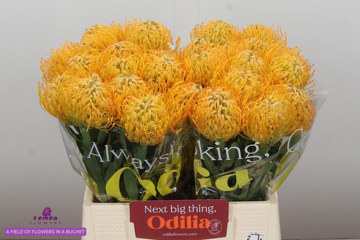 Нутанс Елена 40, шт.