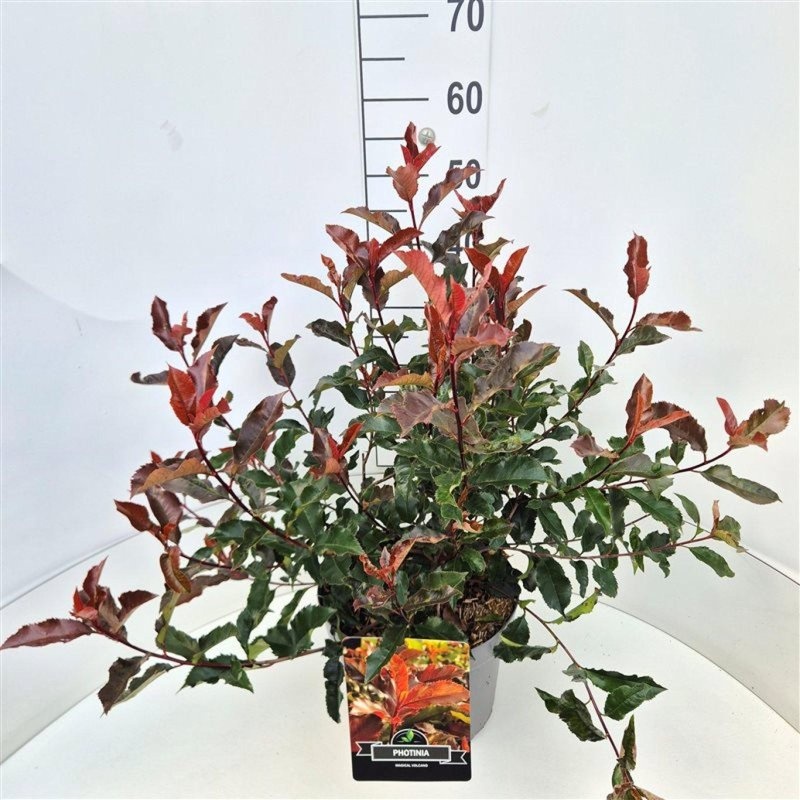 Photinia Magical Volcano, D 29 cm