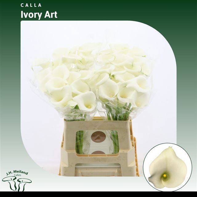 Калла Айвори Арт 60, шт.