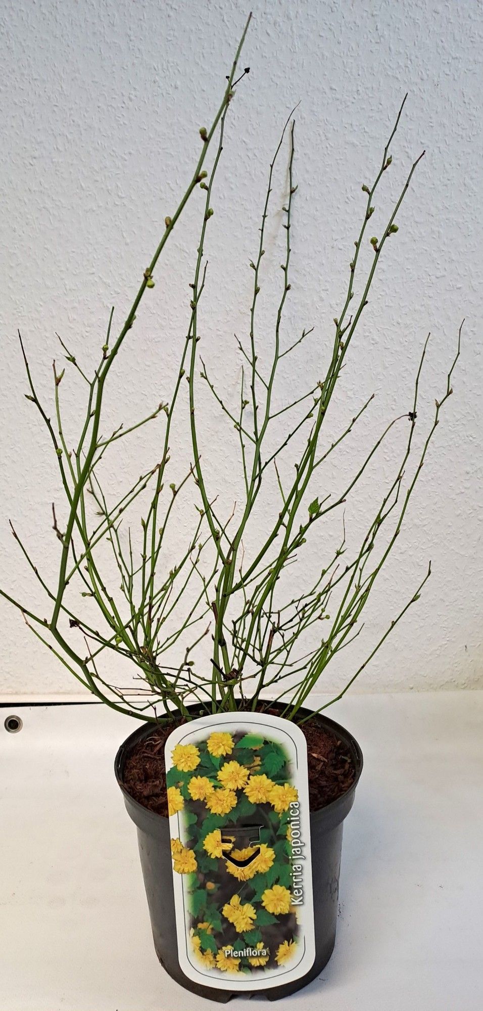 Kerria japonica 'Pleniflora', D 19 cm