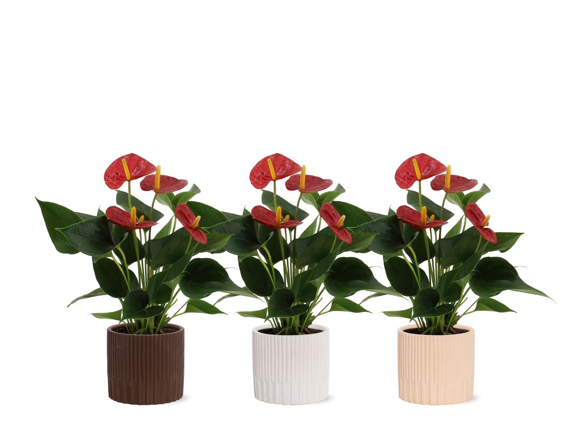 Anthurium Success Red in Lou ceramics, D 12
