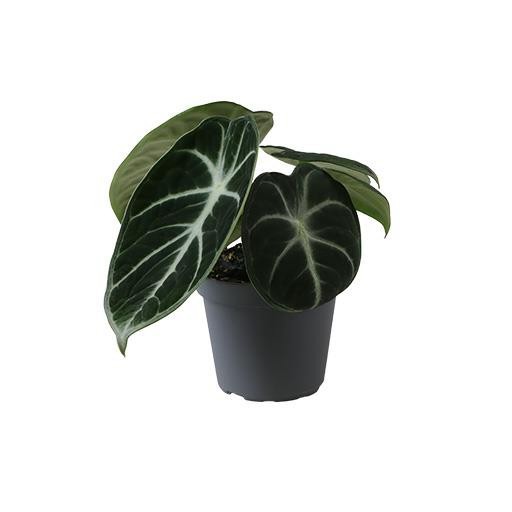 ALOCASIA BAGINDA 5087 Ninja, D 6 cm ALOCASIA BAGINDA 5087 Ninja, D 6 cm