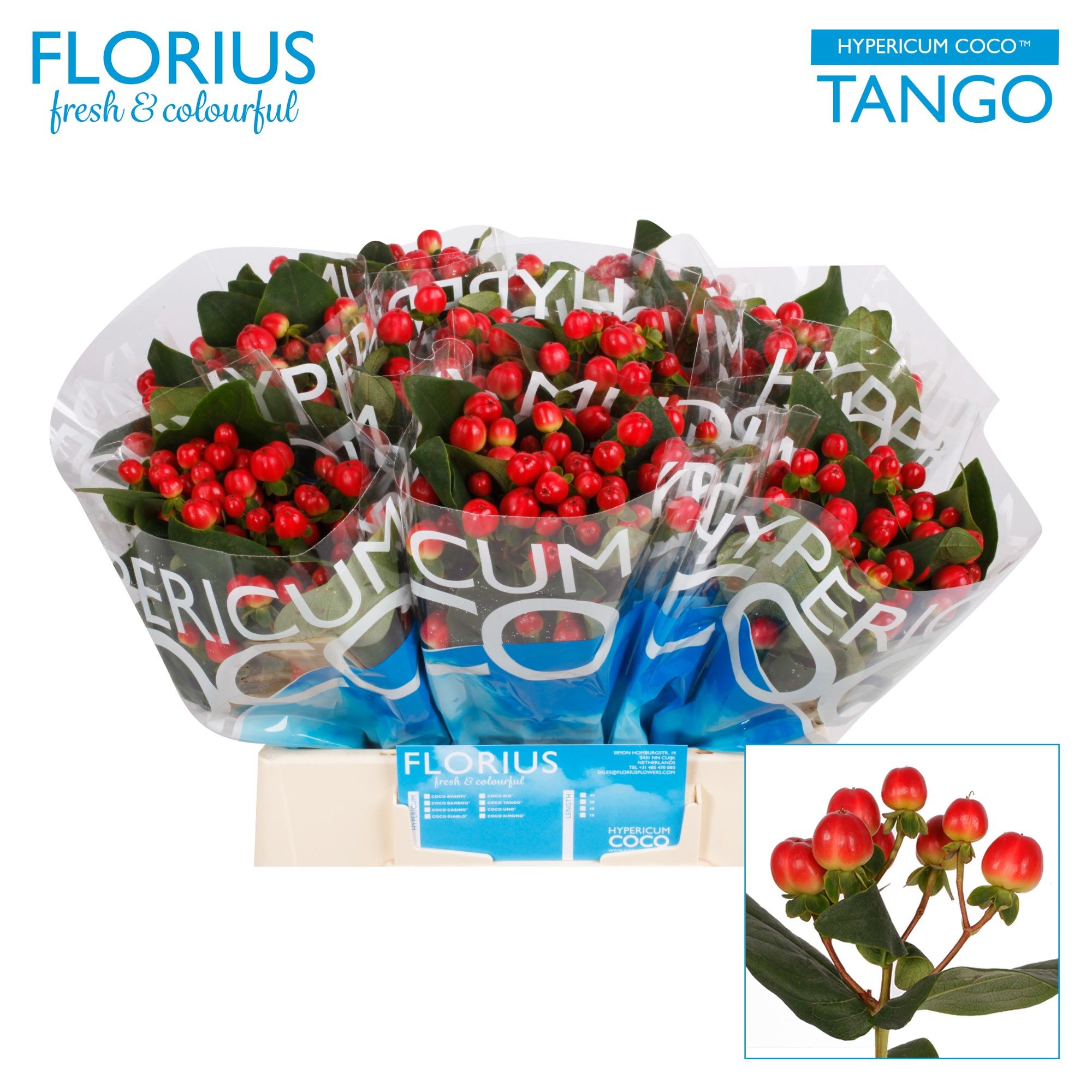 Гипперикум Коко Танго 40, шт.