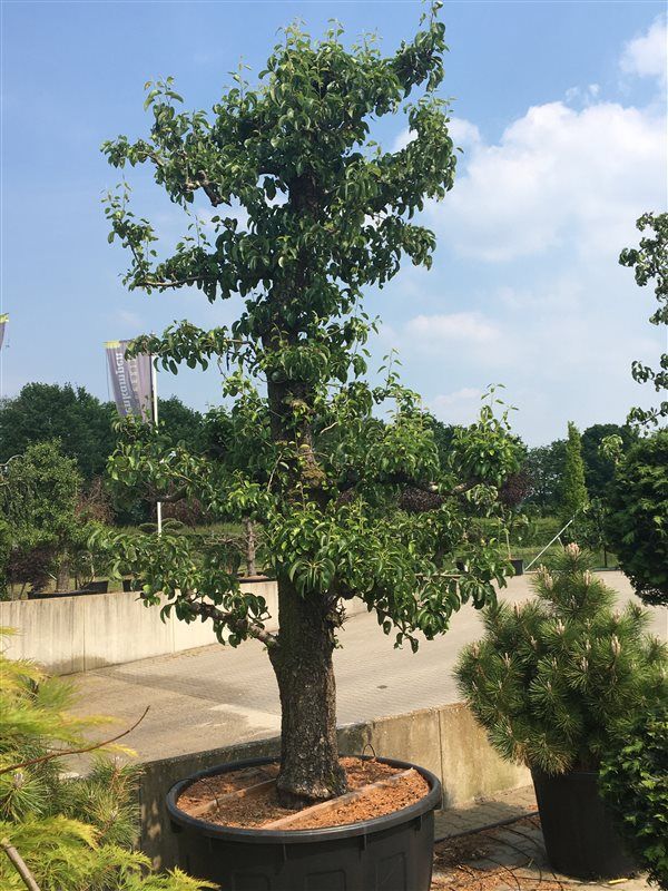 Pyrus c. 'Conference', D 112