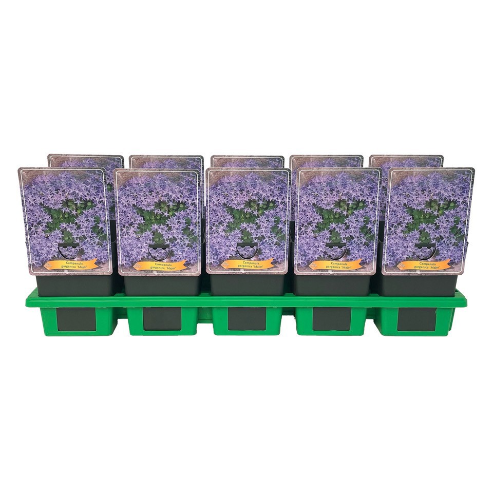 Campanula garganica 'Major' P11, D 11