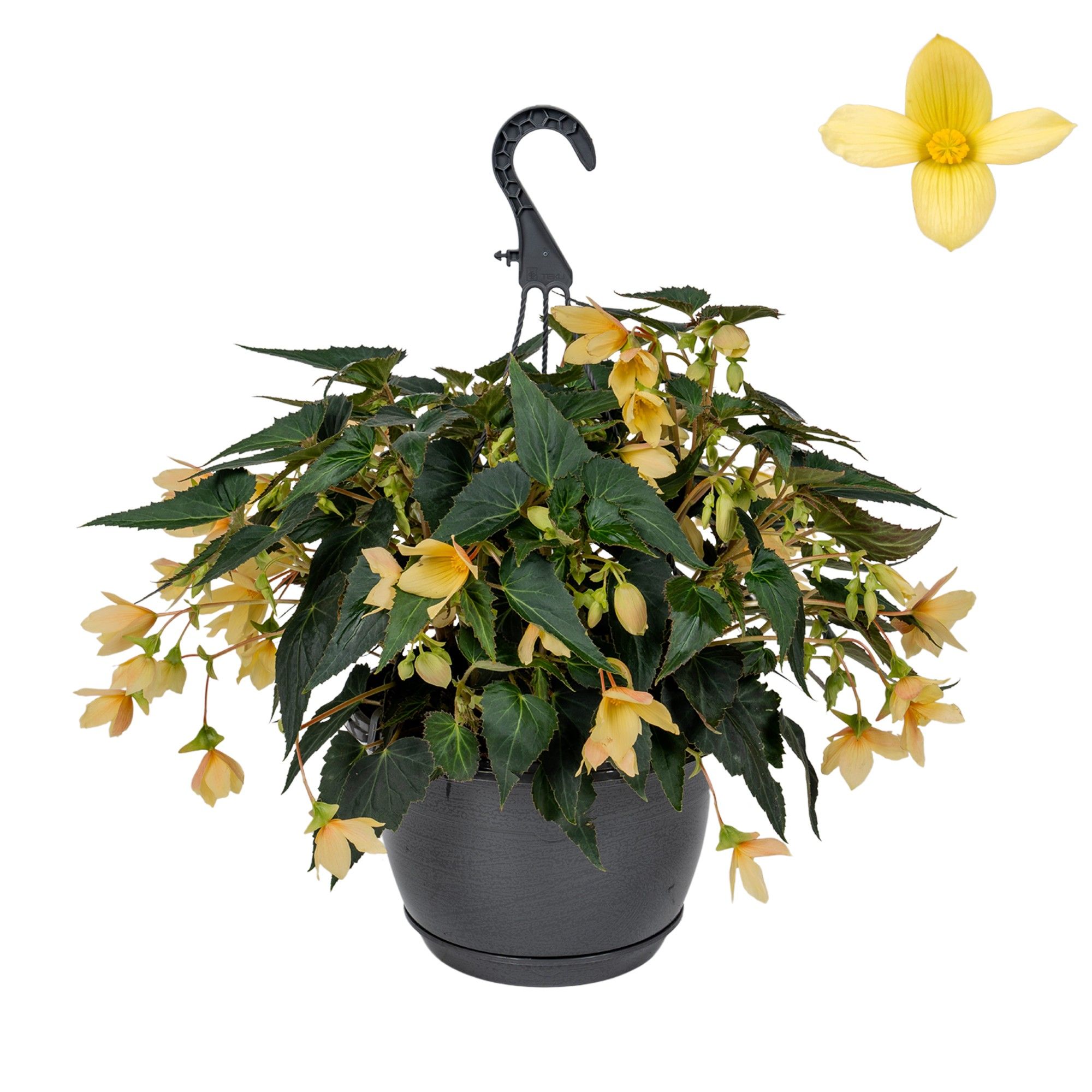 Hpot Begonia Geel, D 25