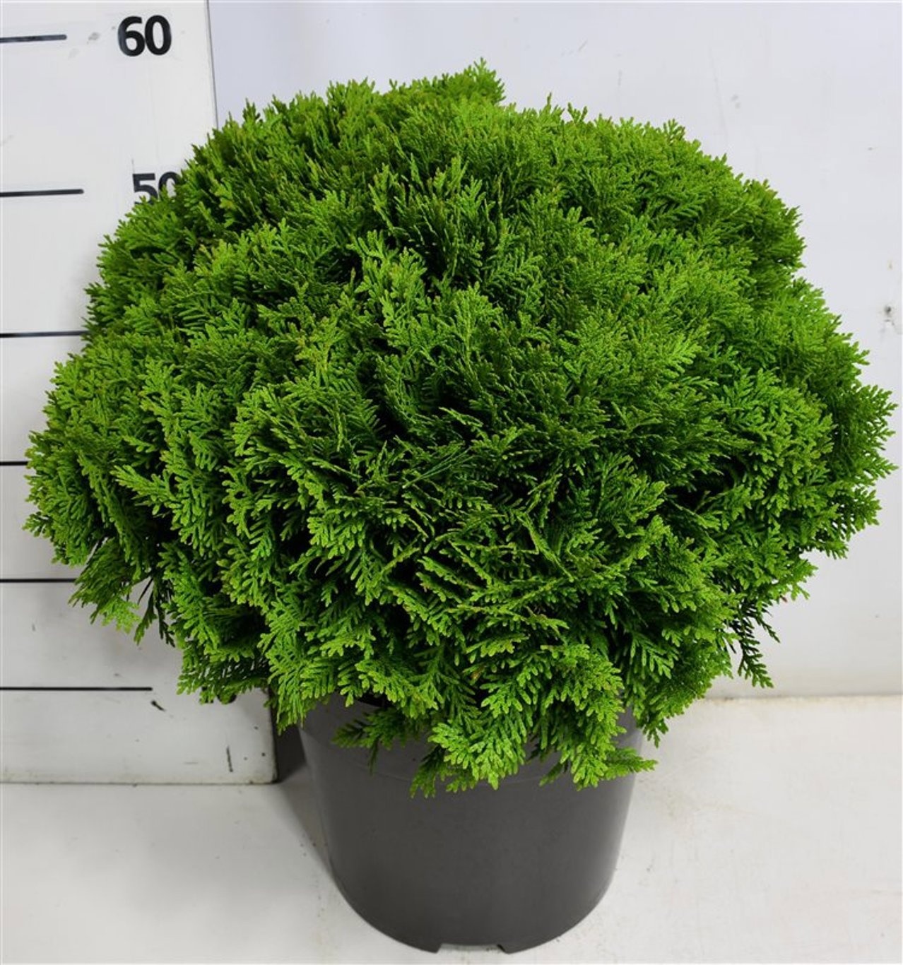 Thuja occ. 'Danica', D 32