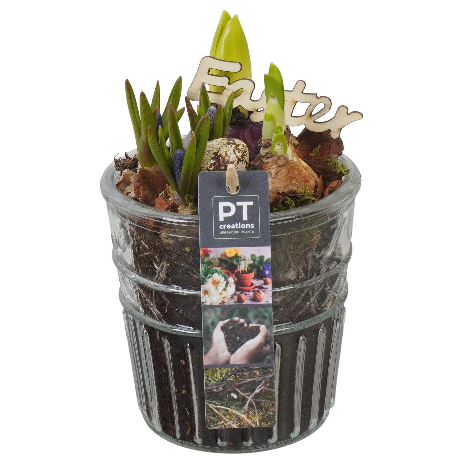 PTBMP5742 Arrangement Easter Bulbs Mix in glazen vaas, D 12