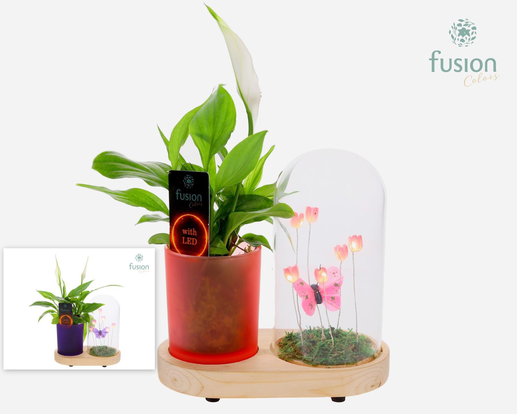 LED Lichtbal Vlinder Large houten planter met Spathiphyllum, D 17