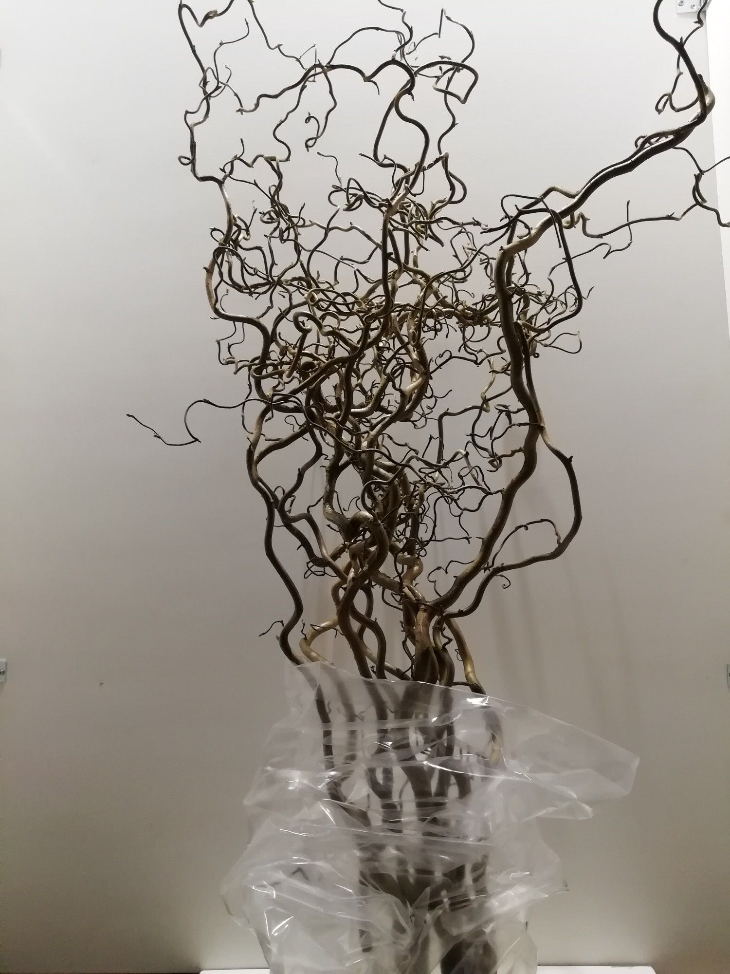 Корилус Конторта 140, шт.