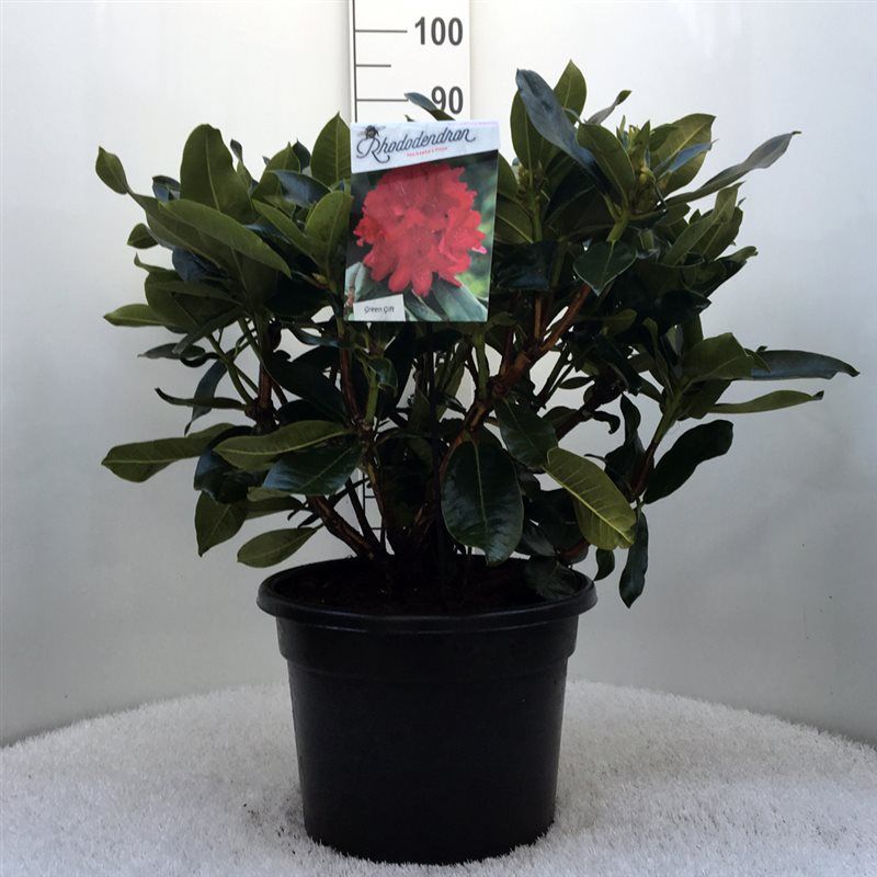 Rhodo. 'Markeeta's Prize' red, D 37
