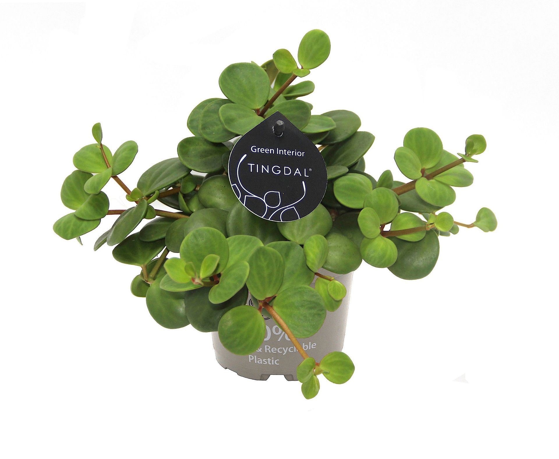 Peperomia Pecunifolia Pecunii� 12 cm, D 12