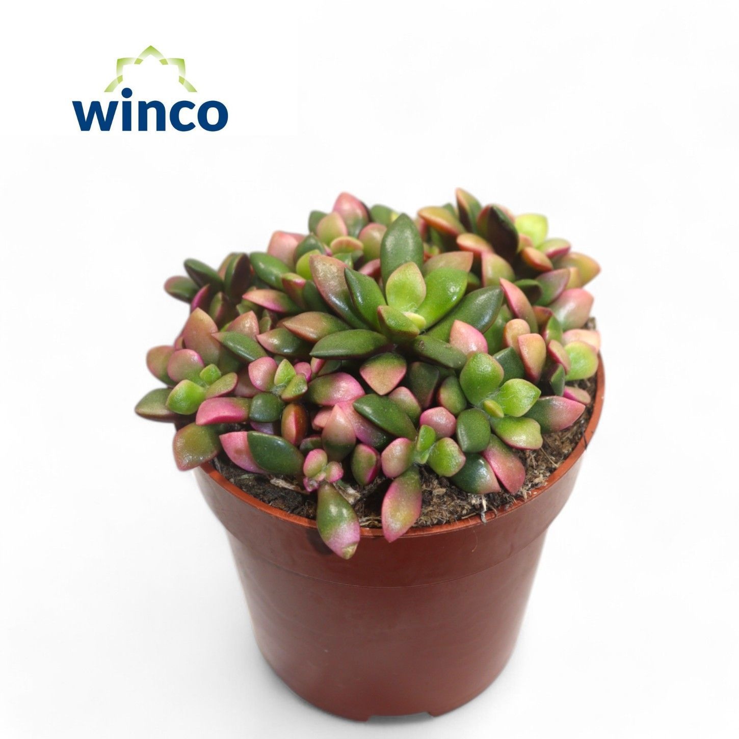 Anacampseros Sunrise, D 8,5