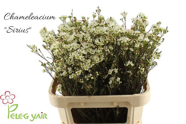 Шамелациум Сириус 80, шт.