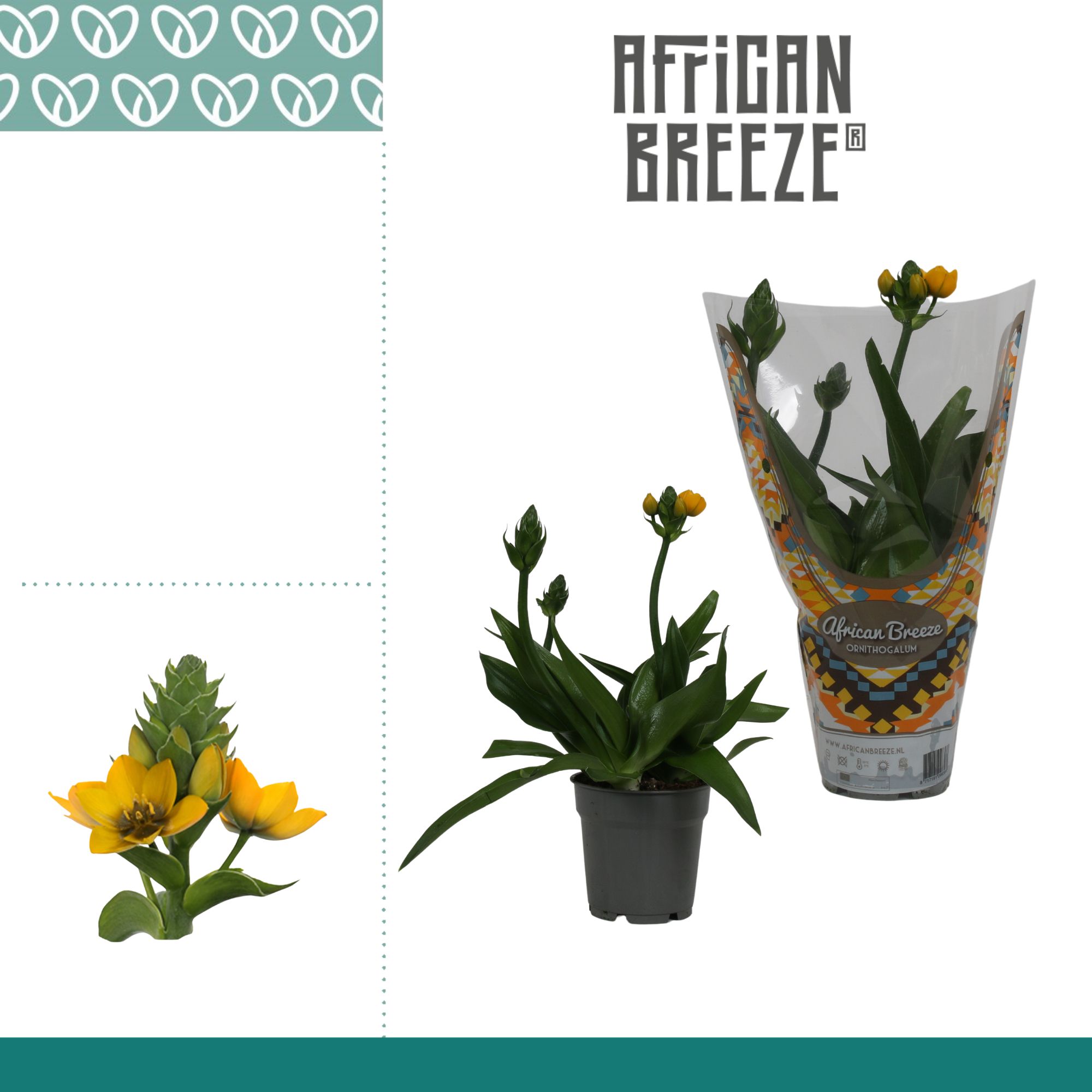 Ornithogalum Dubium 3pp Geel in sierhoes, D 12