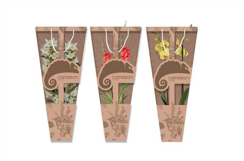 Showtas Cameleon Orchideeen mix 2T met Phal, D 12