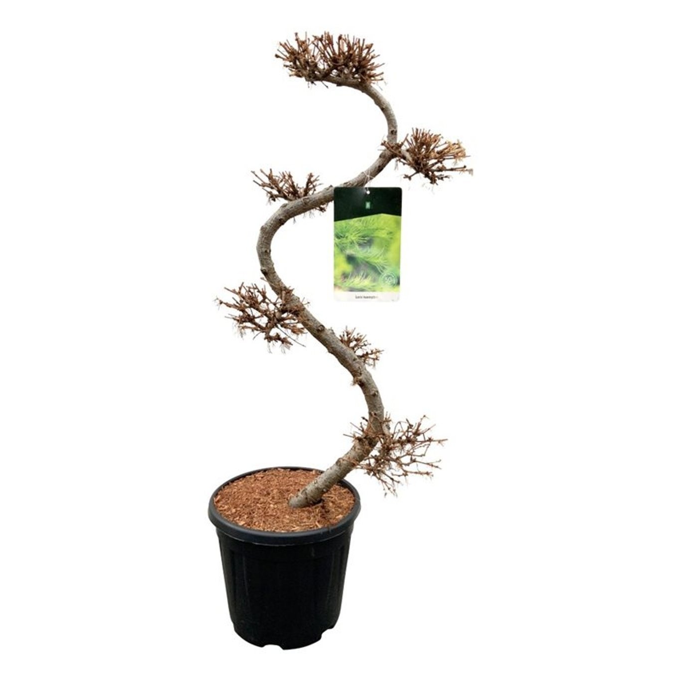 Larix kaempferi, D 32