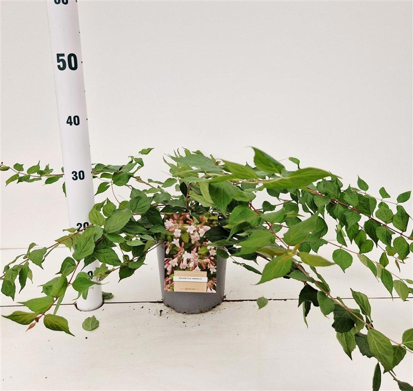 Kolkwitzia amabilis, D 17 cm