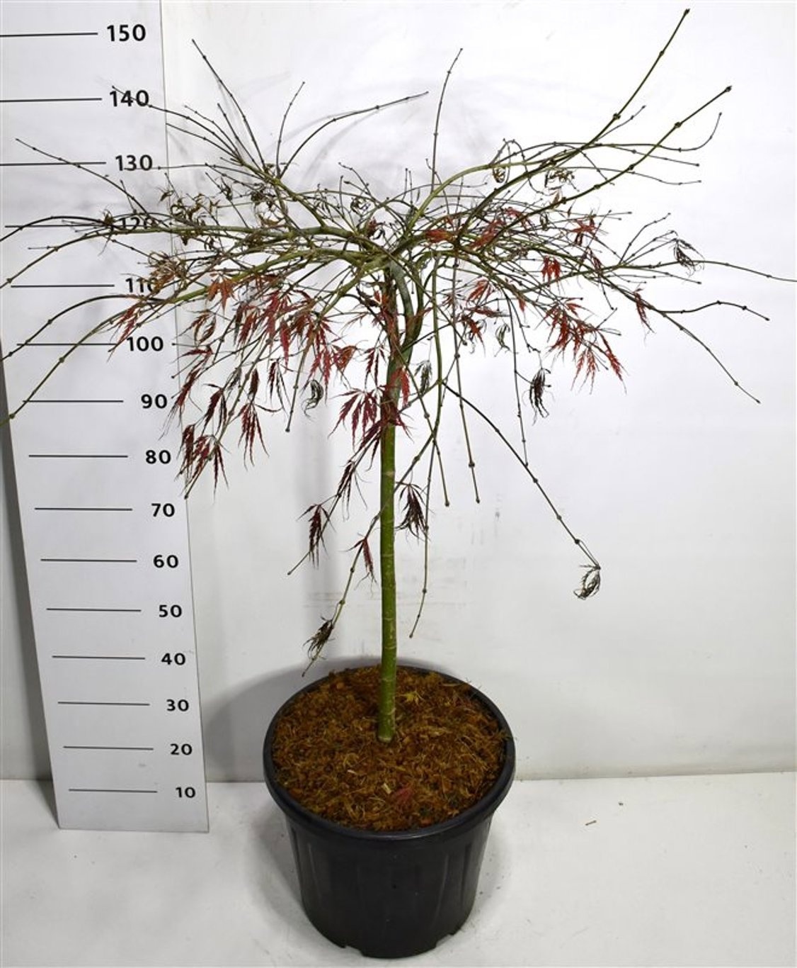 Acer pal. 'Tamukeyama', D 48