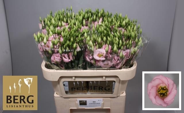 Эустома Клэр Лайт Пинк 70 (светло-роз.), шт.