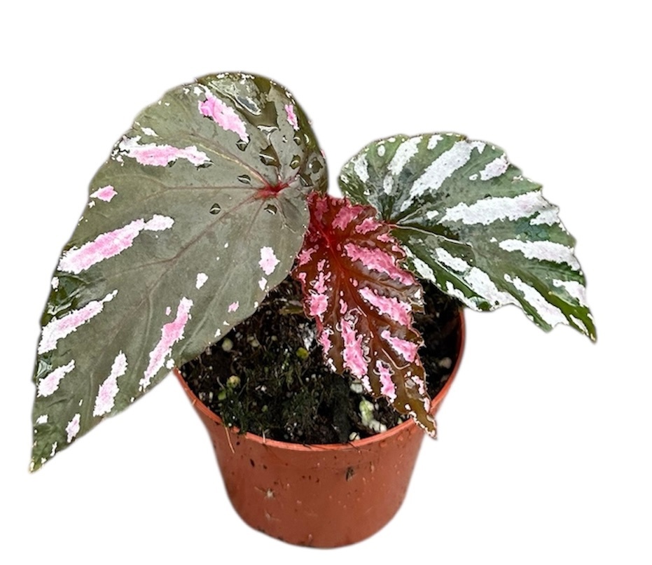 Begonia Brevirimosa, D 8