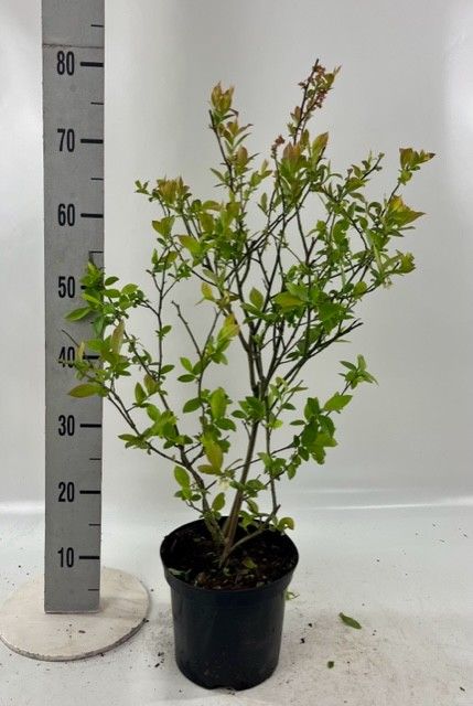 Vaccinium cor. 'Bluejay', D 23 cm