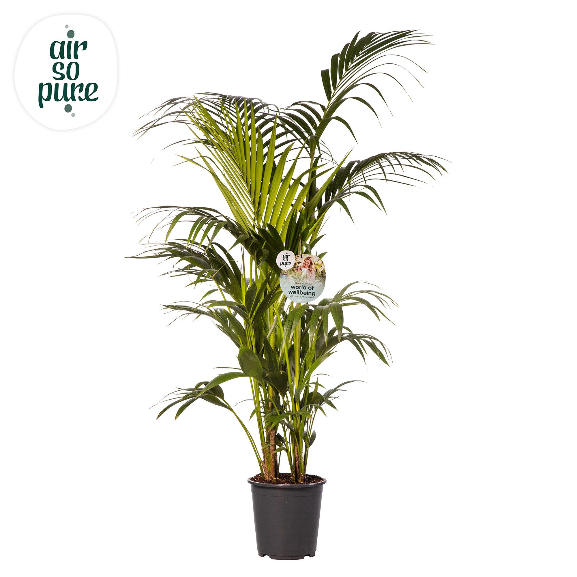 KENTIA - P27 H180 - 12PP - Air So Pure (Howea forsteriana), D 27