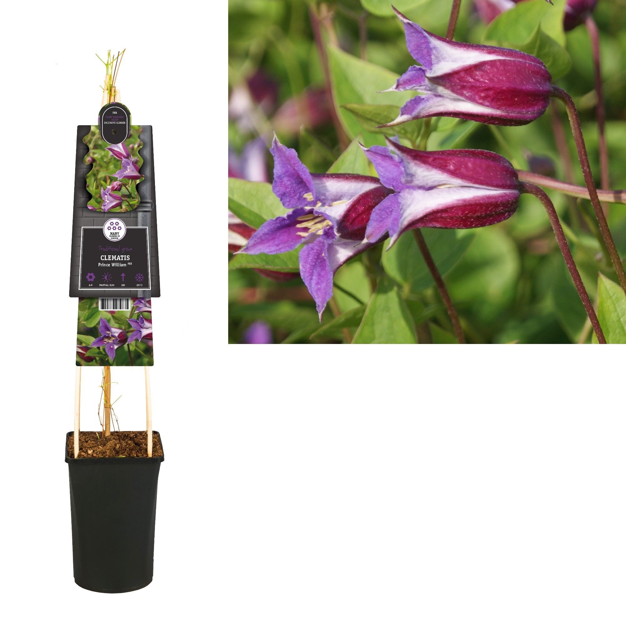 Clematis Prince William PBR +3.0 label, D 17