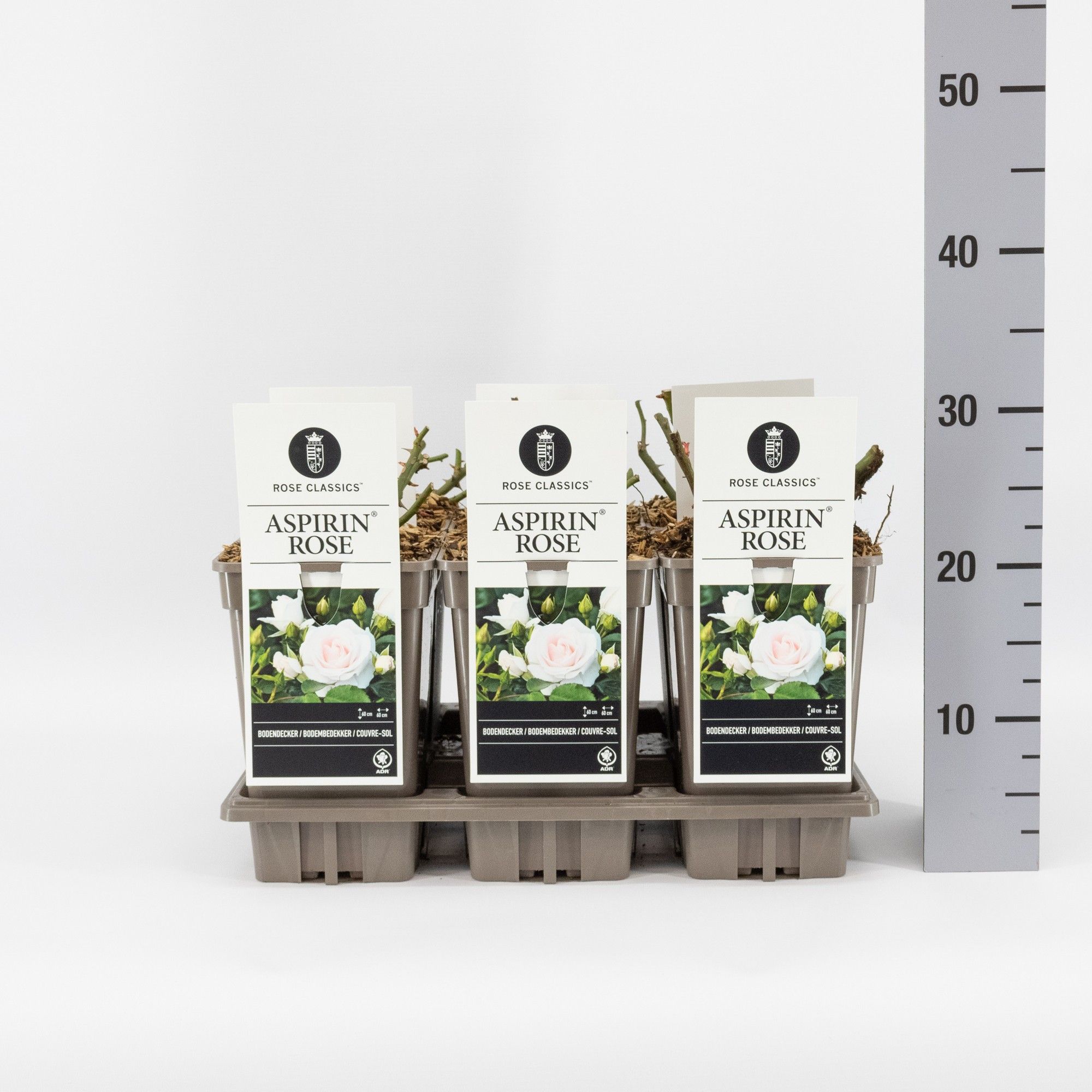 Rosa (P) Aspirin Rose ®, C3, D 17