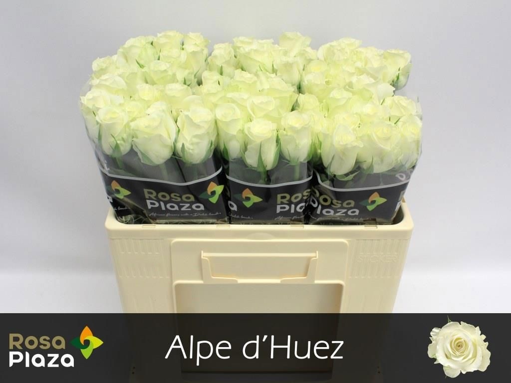 Роза од. Аль Дью 50, шт.