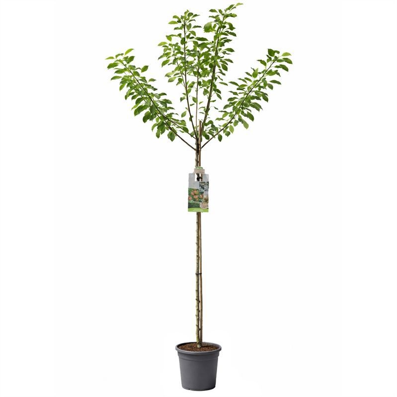 Malus dom. Cox's Orange P. hoogstam Handappel, D 31