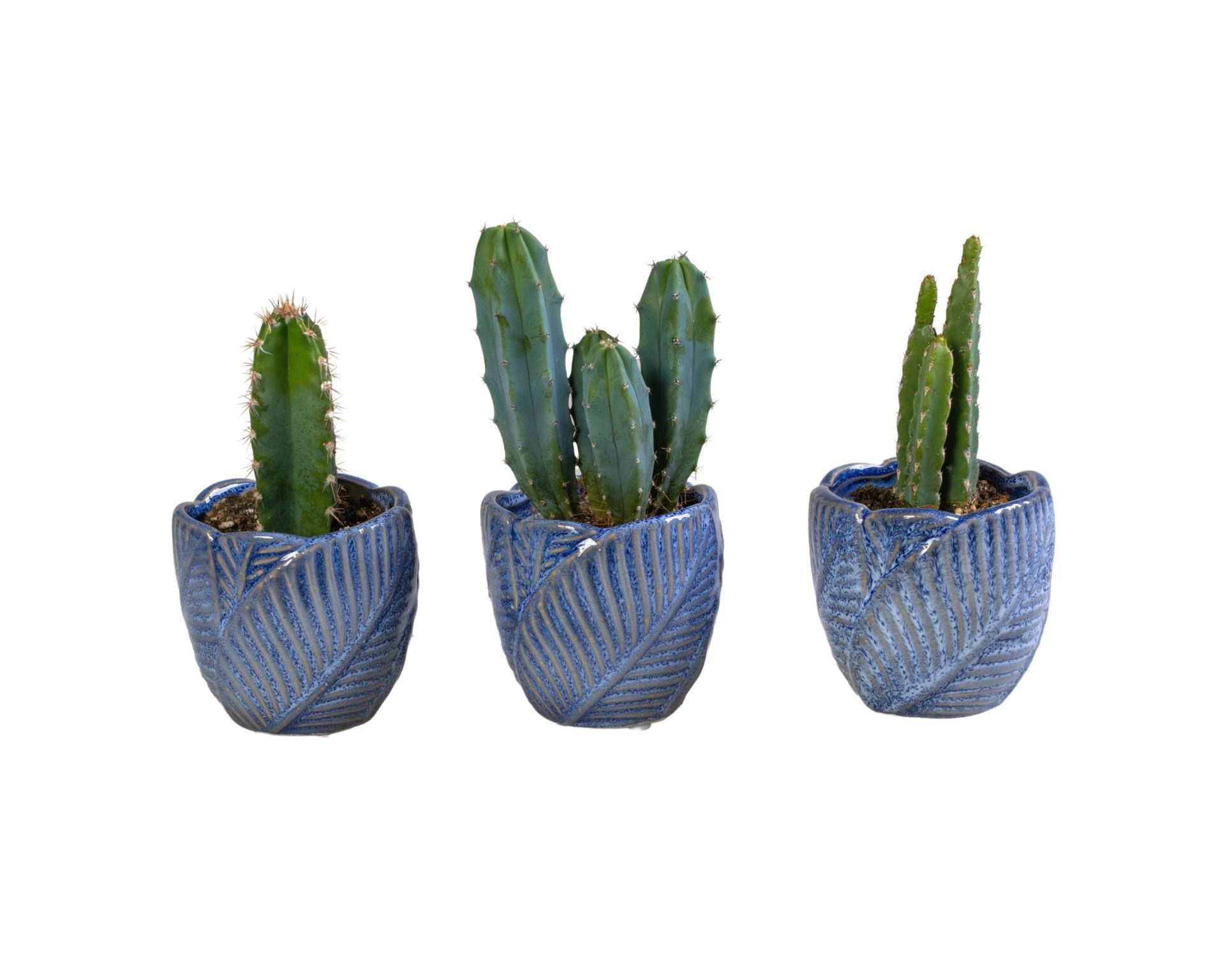 L 65968 with Cactus Mix 6 cm, D 6