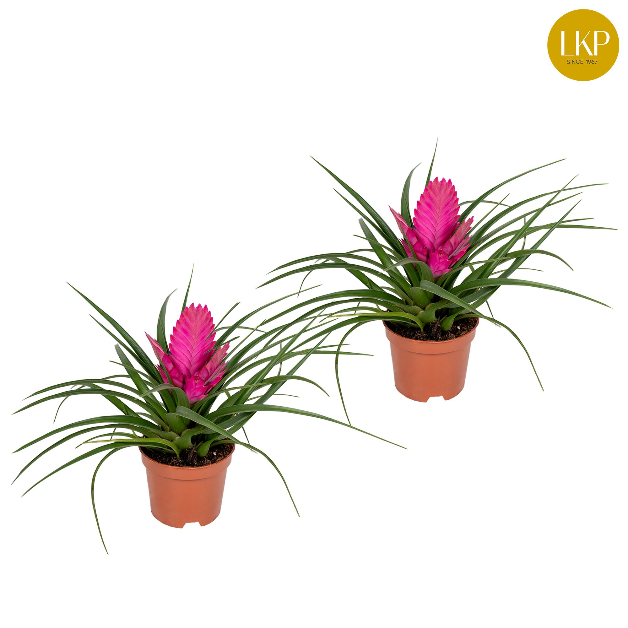 Tillandsia Josee Roze (Zonder Hoes), D 10,5