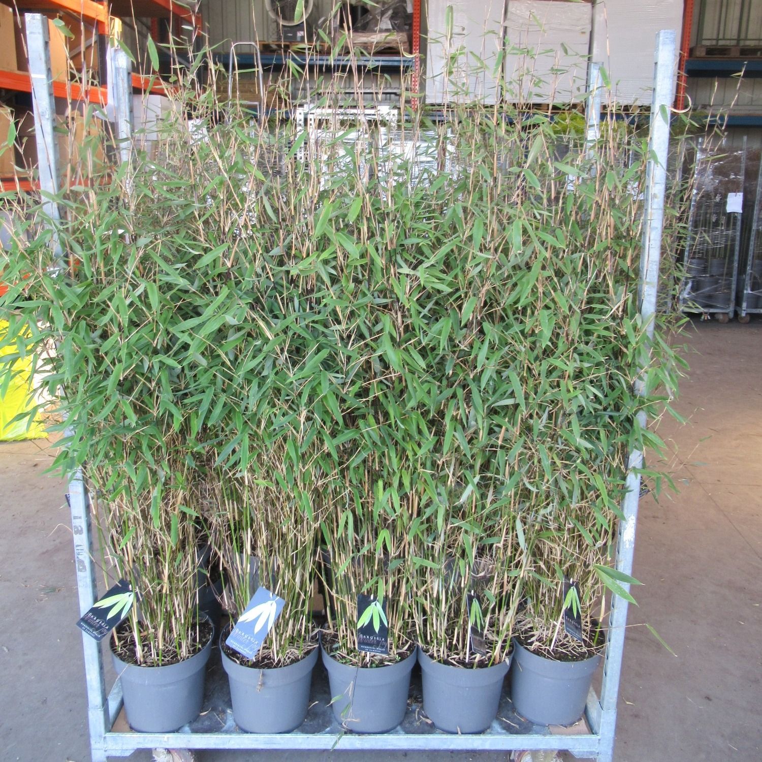 Fargesia Mix 3 Soorten C10/P27- Niet-woekerende bamboe, D 27