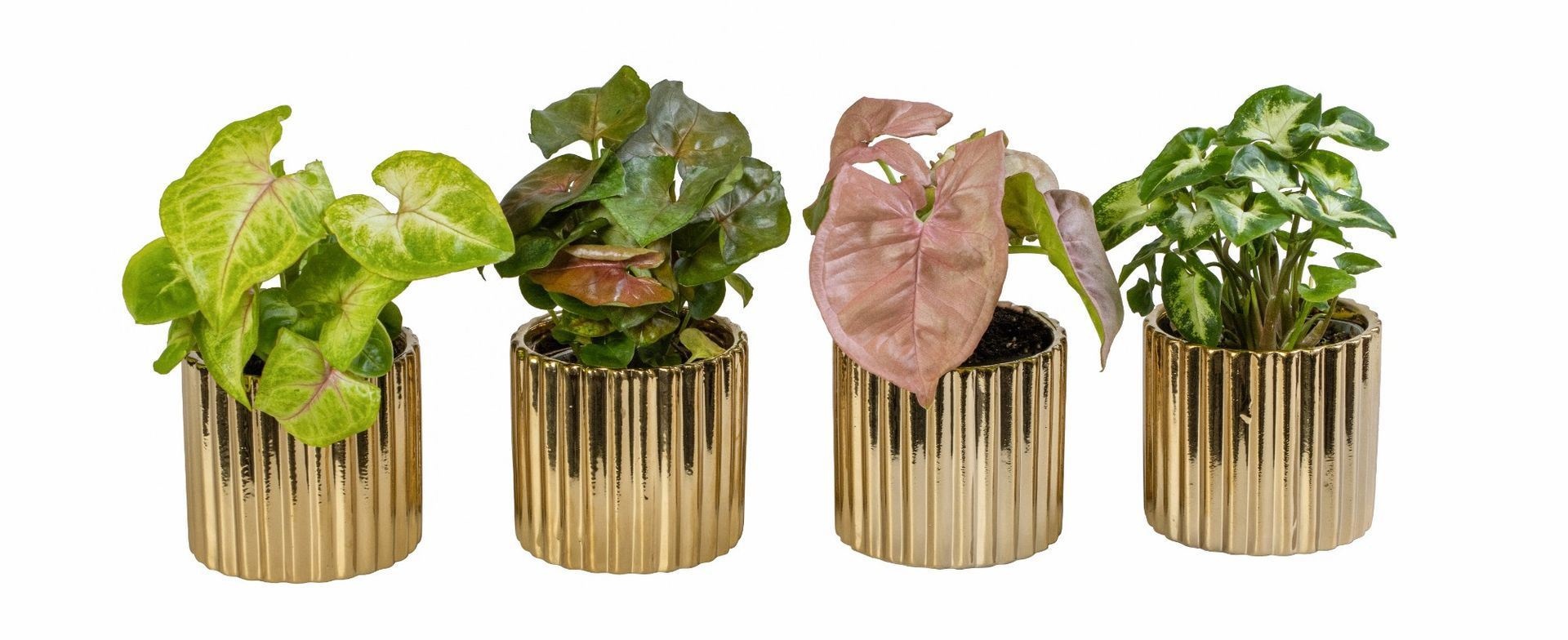 L 66262 With Syngonium Mix 6 cm, D 6