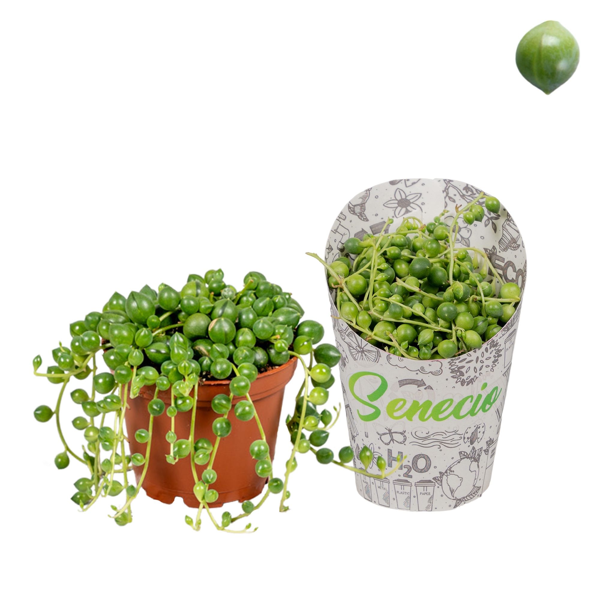 Senecio Rowleyanus in H20 Koker, D 7