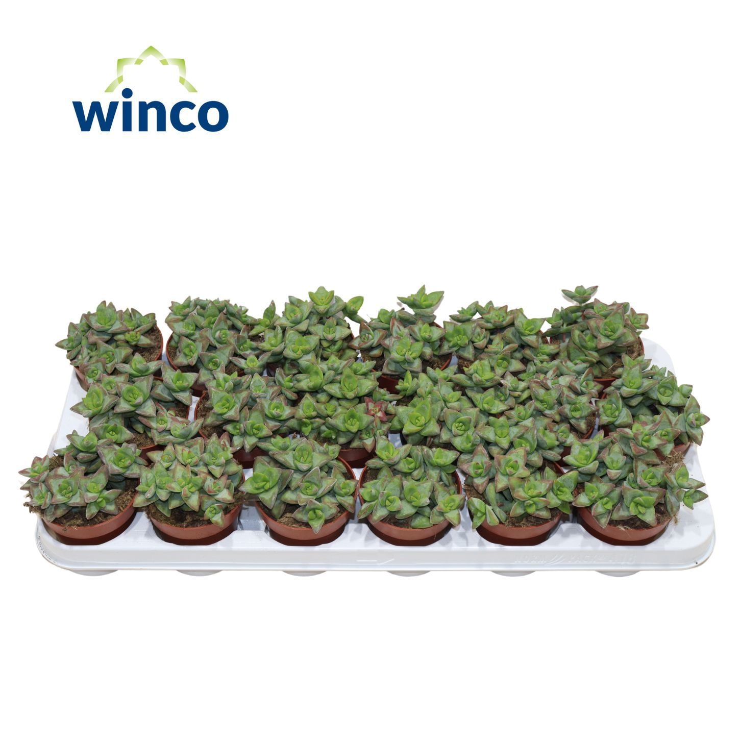 Crassula Perforata Hoshiotome, D 8,5