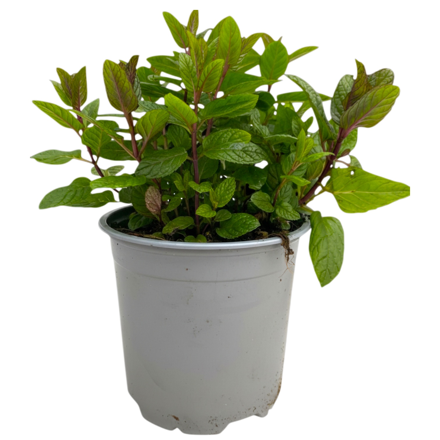 Mentha spicata Maroc, D 14