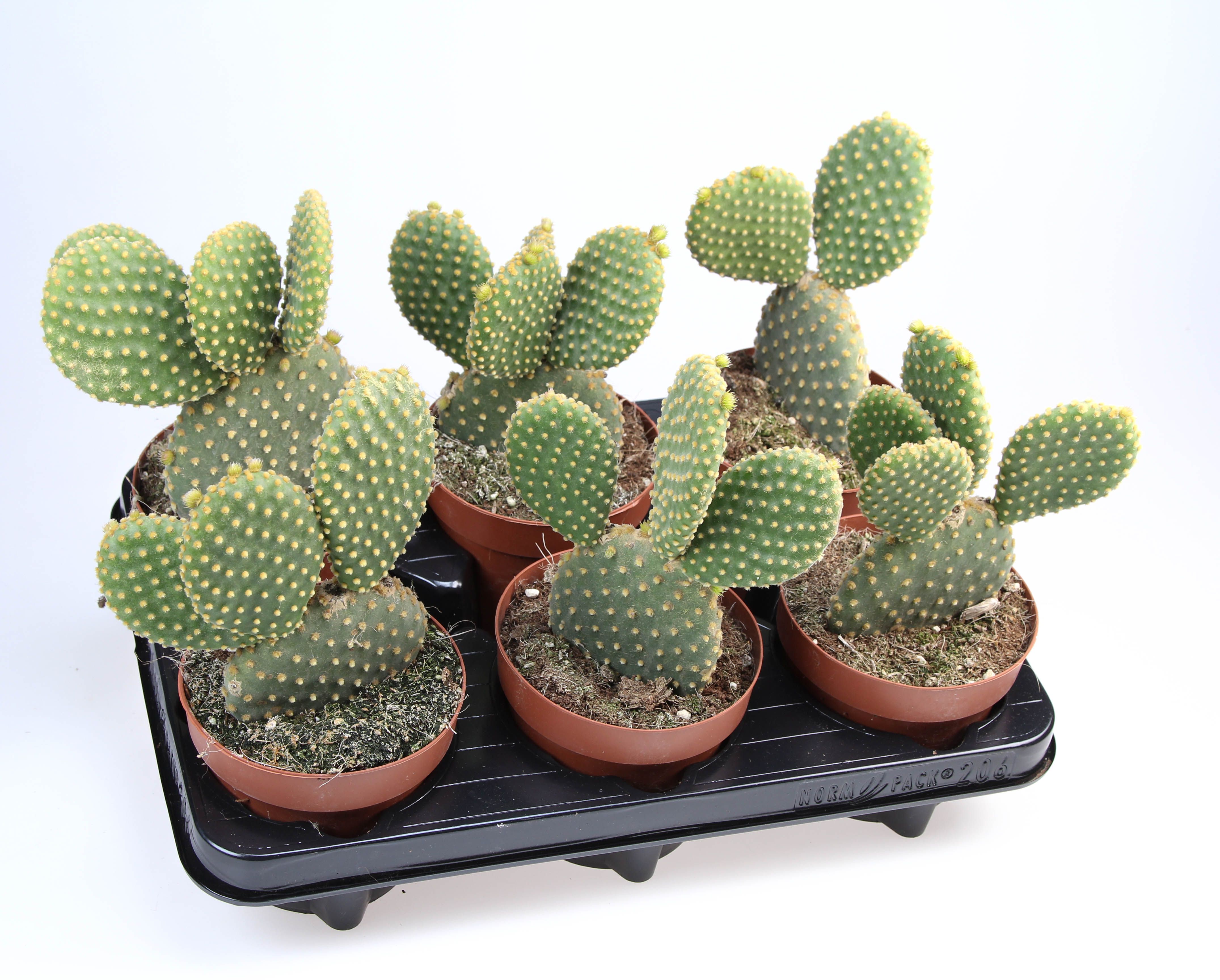 Opuntia microdasys, D 12
